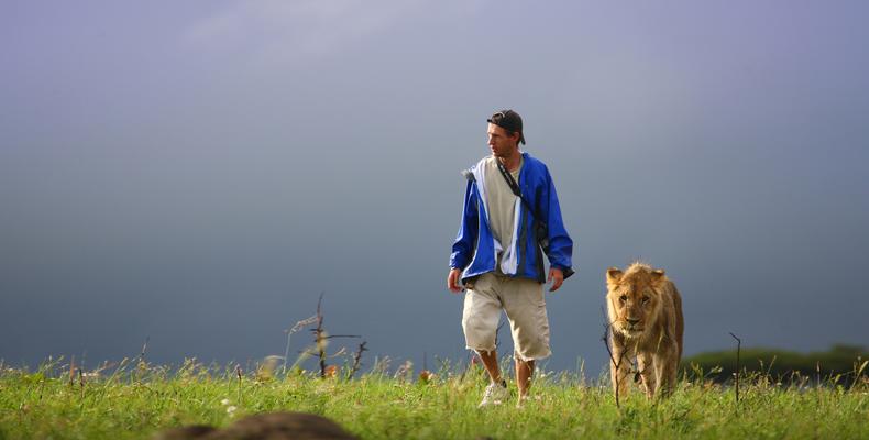 Guest walk with a Lion